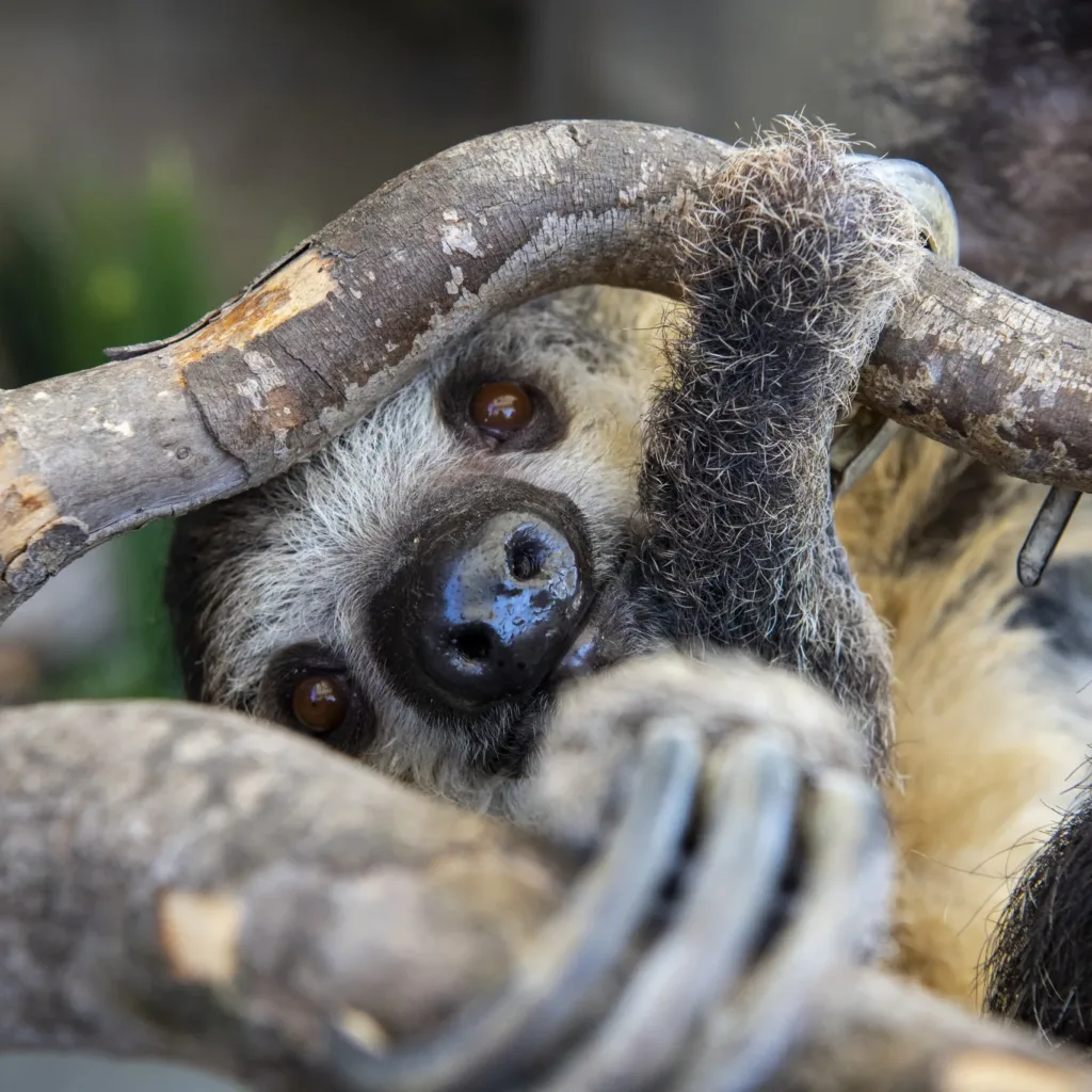 Sloth