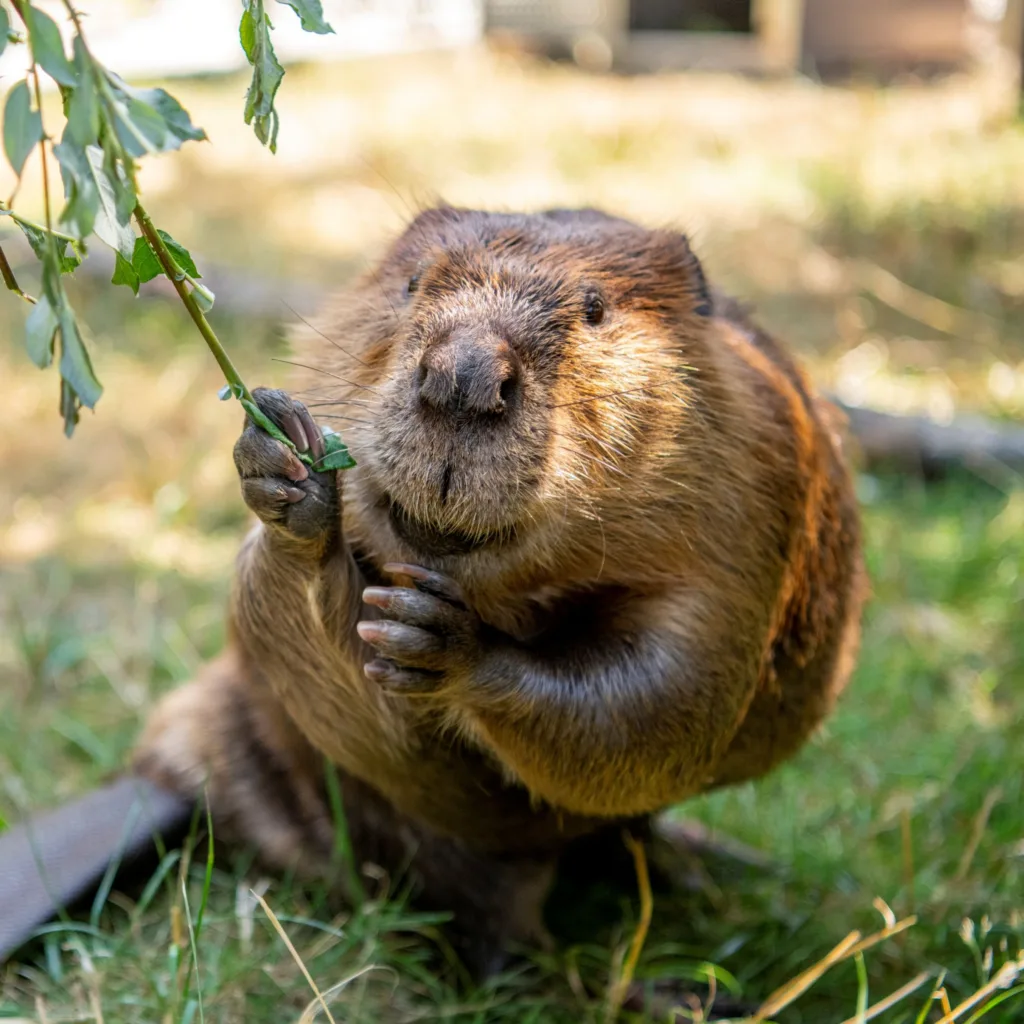North American Beaver