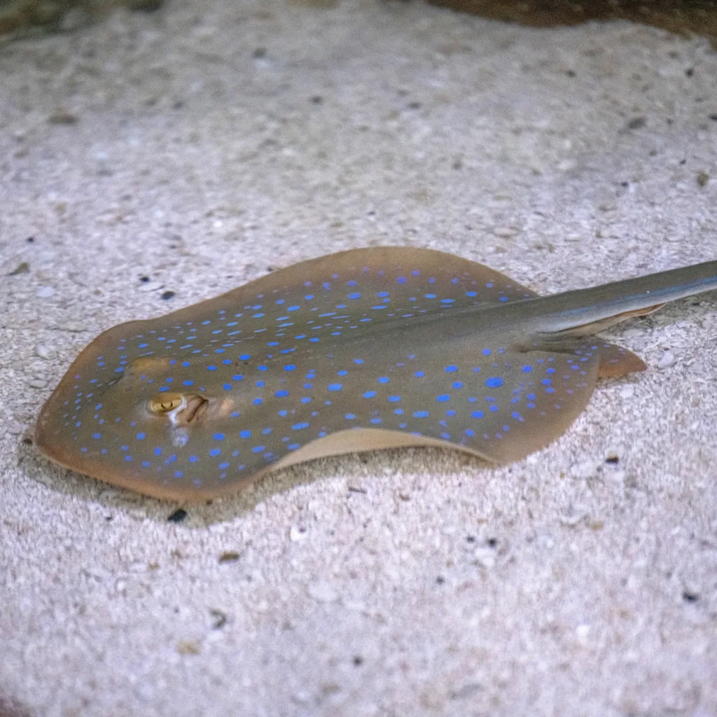 Blue Spotted Ray