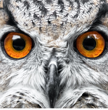Closeup of the face of an owl.