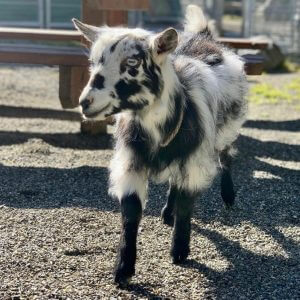A black and white baby goat walks around a big and open pen.