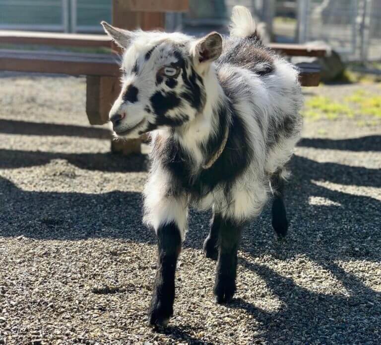 A black and white baby goat walks around a big and open pen.