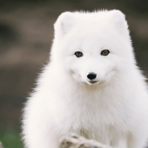 An Arctic fox stands outside