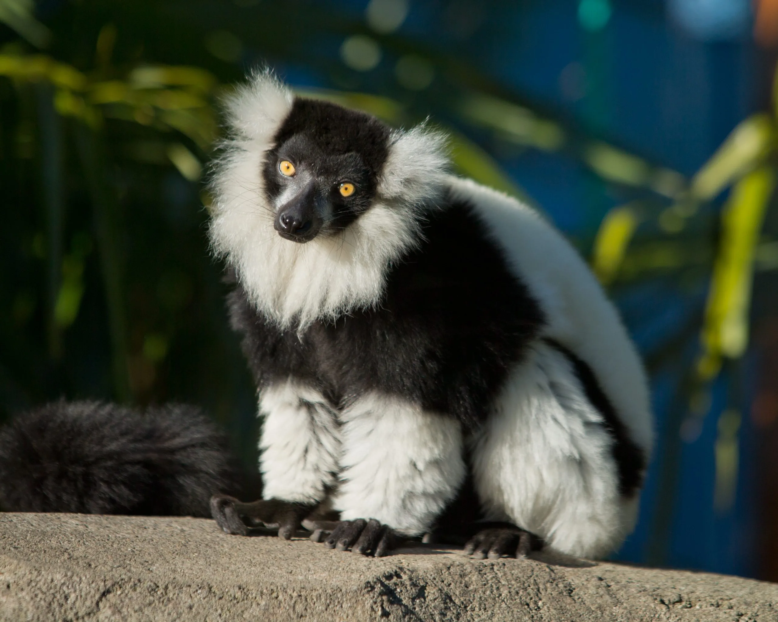 Black & White Ruffed Lemur