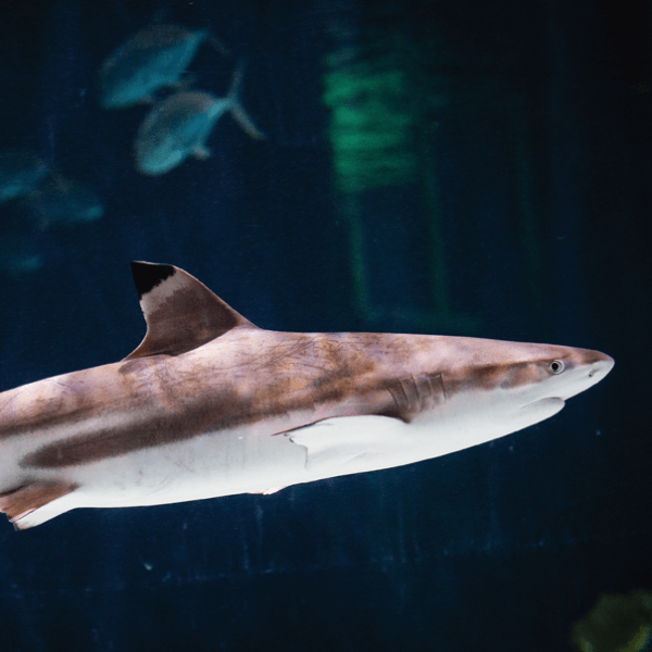 Blacktip reef shark swims through the water