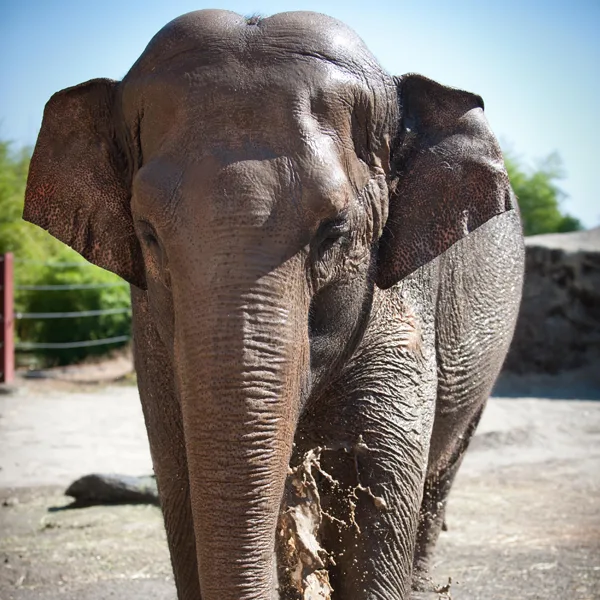 Asian elephant walks through their habitat at Point Defiance Zoo.