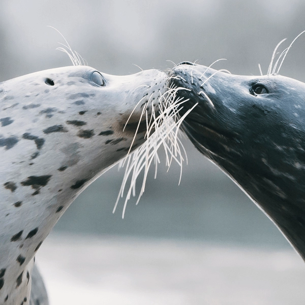 Two harbor seals nuzzle each other.
