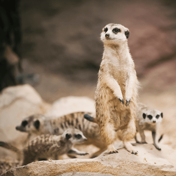 A mob of meerkats move around each other.