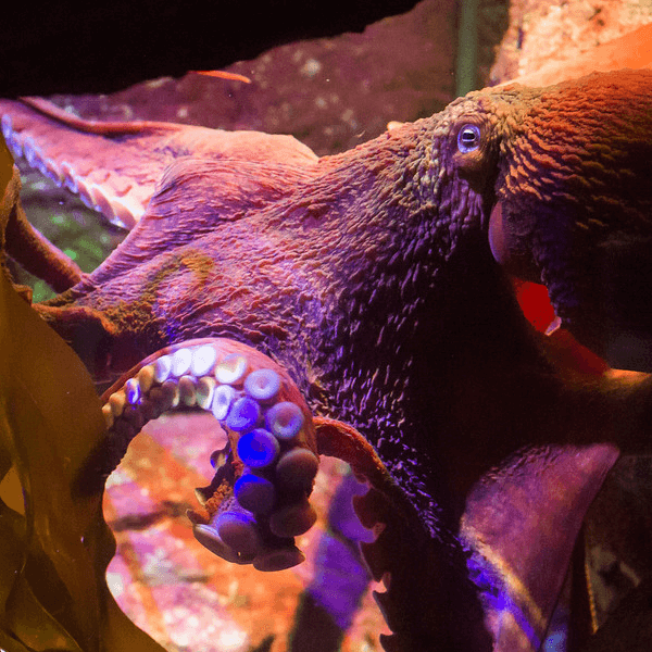 A giant pacific octopus presses up on the glass at the Point Defiance Aquarium