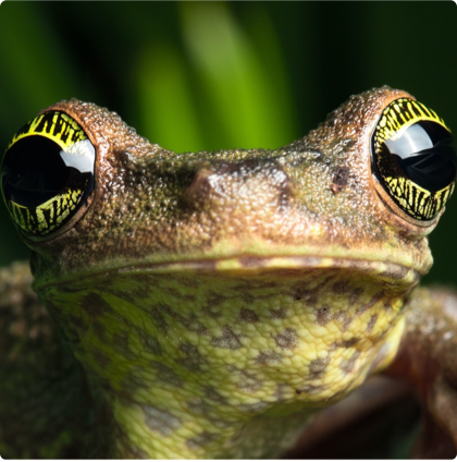 Closeup of the face of a tree frog.