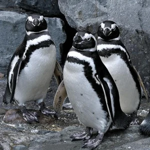 A group of magellanic penguins waddle around.