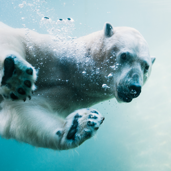 A polar bear swims through water.