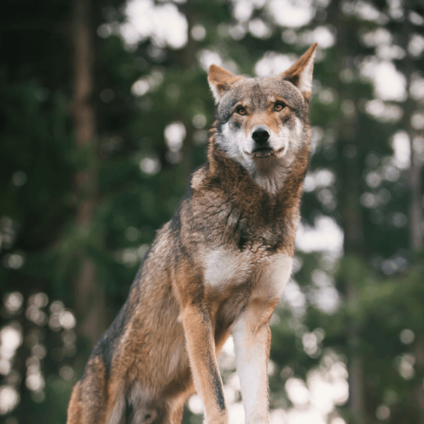 Red Wolf stands outside with a skyline full of trees behind him.