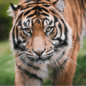 A Sumatran tiger walks through grass.