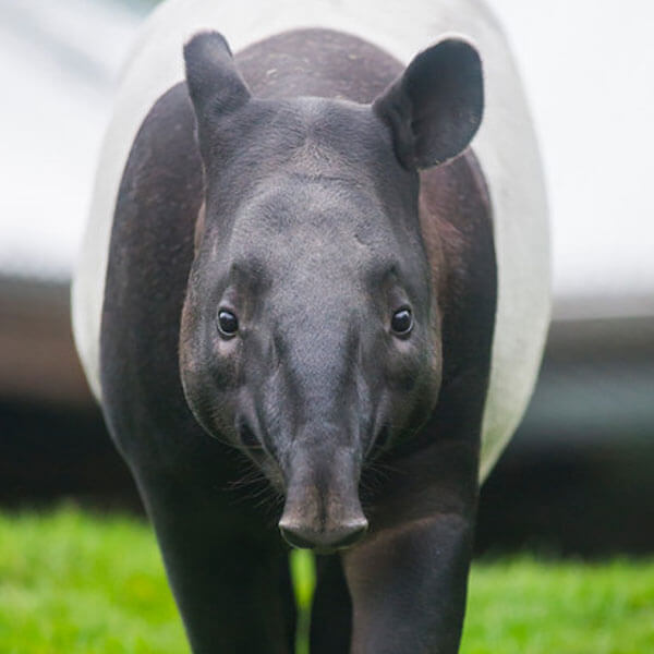 A Malayan tapir walks through a grassy field.