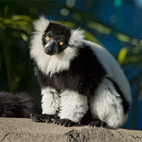 Black and white lemur stands on a rock.