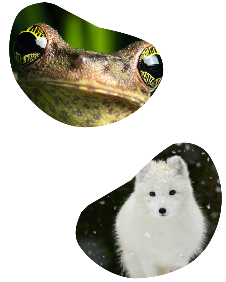 Image of a frog and a wolf.