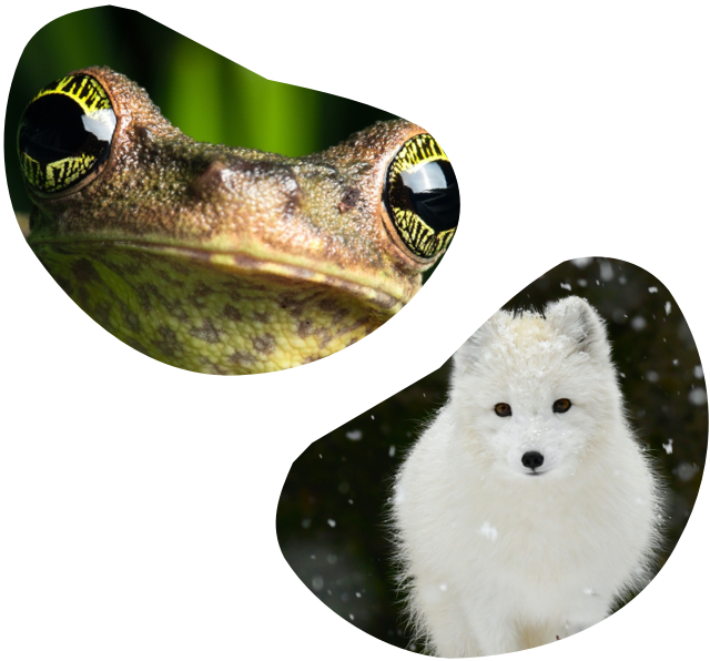 Image of a frog and a wolf.