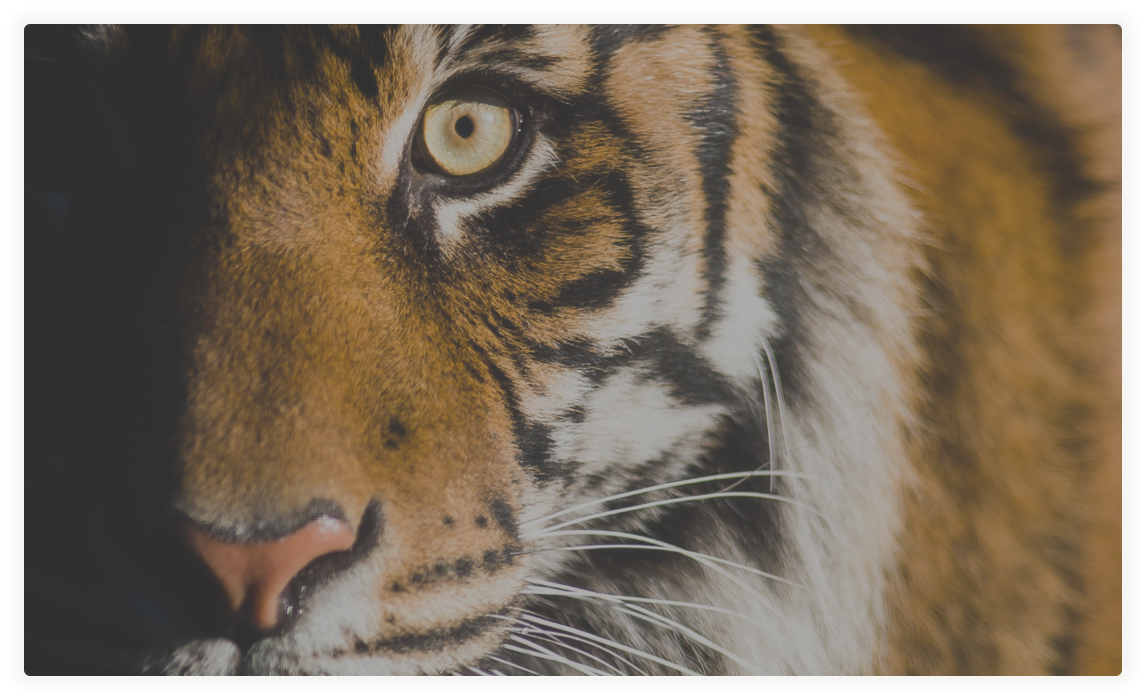 A tiger stands with eyes wide open and face partially shrouded in shadow.