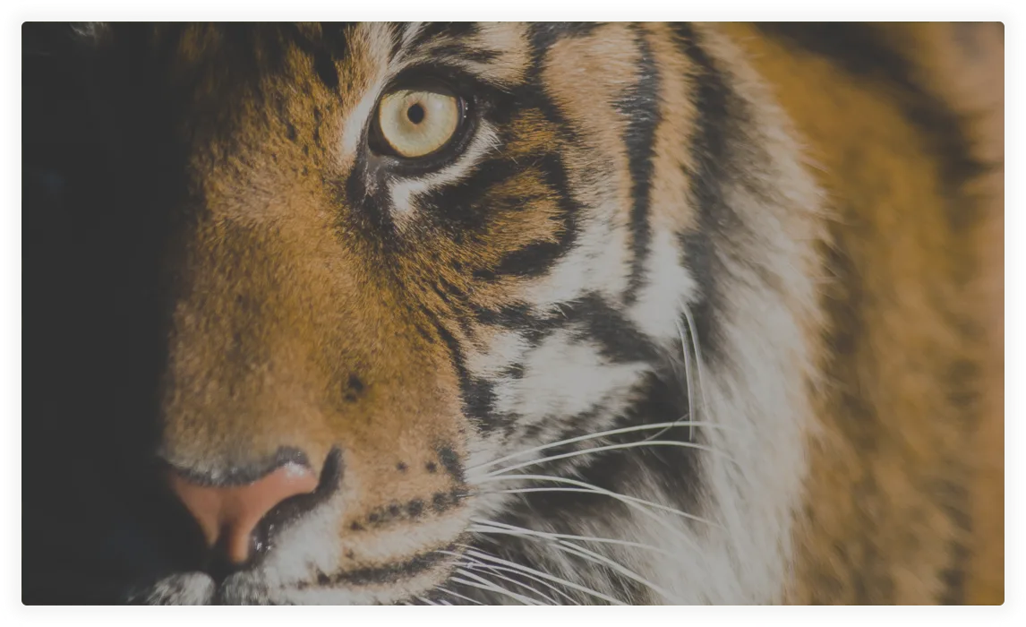 A tiger stands with eyes wide open and face partially shrouded in shadow.