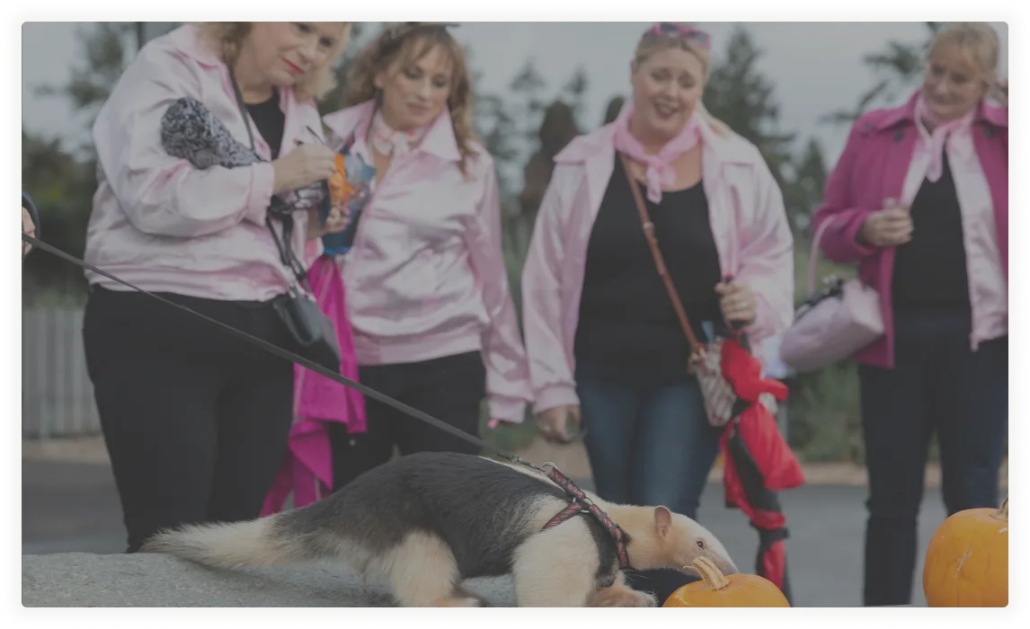 Four women smile while looking at a ferret.