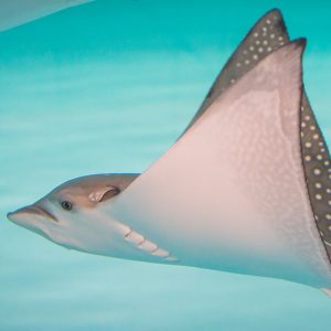 A spotted eagle ray swims through water.