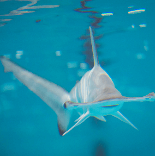 A hammerhead shark swims through water.