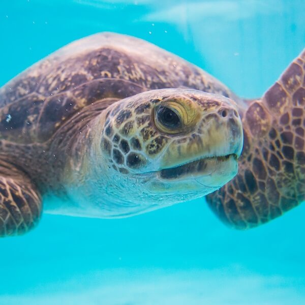 A Green Sea Turtle swims through beautiful water.