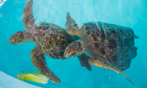 A pair of tortoises swim in beautiful blue water.