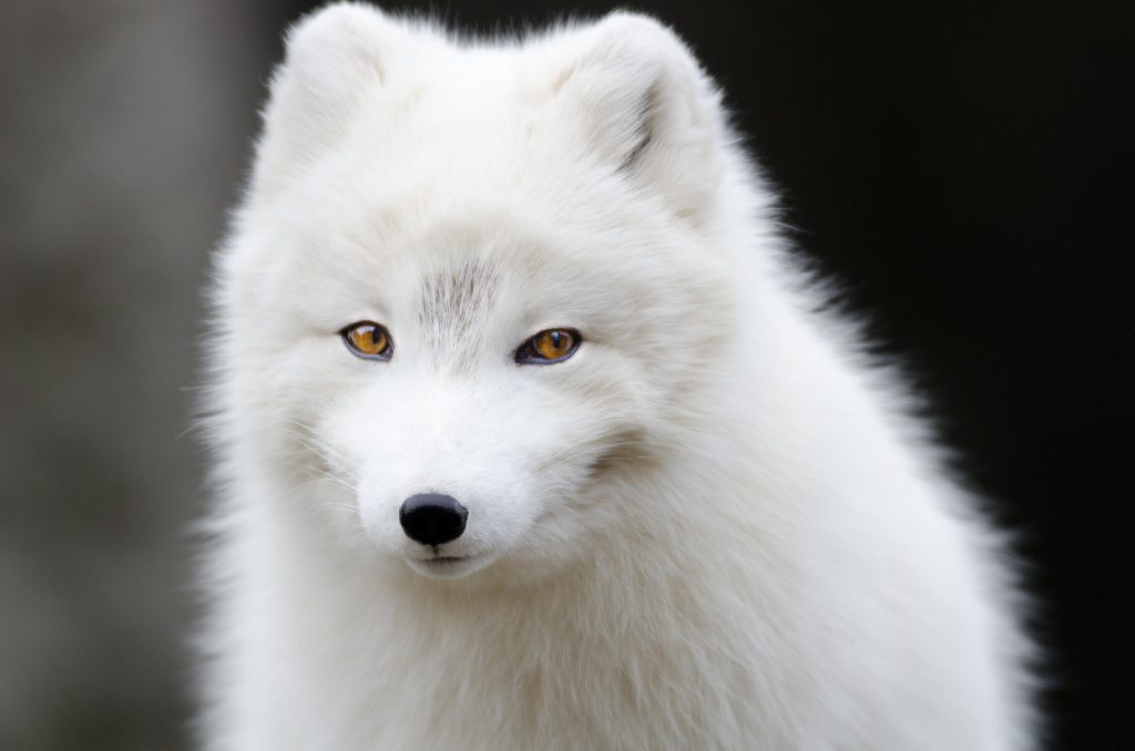 A beautiful white arctic fox.