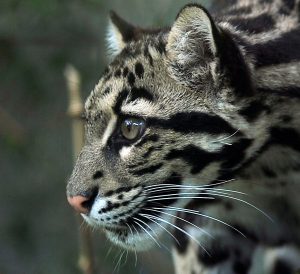 A beautiful clouded leopard looks to the side.