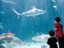 A group of children look at sea life inside the Point Defiance Zoo and Aquarium.