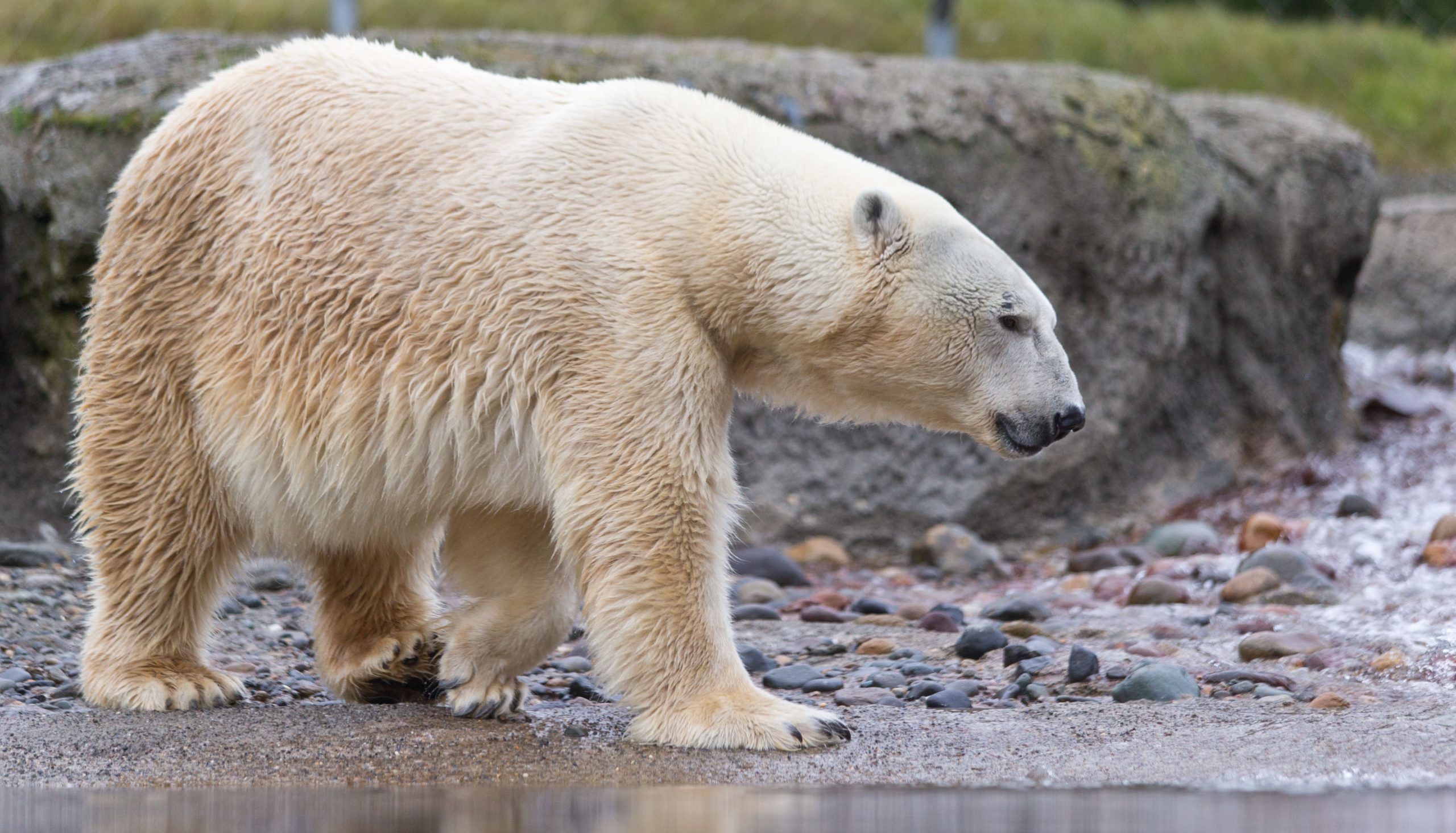 A polar bear walks through a rocky area.
