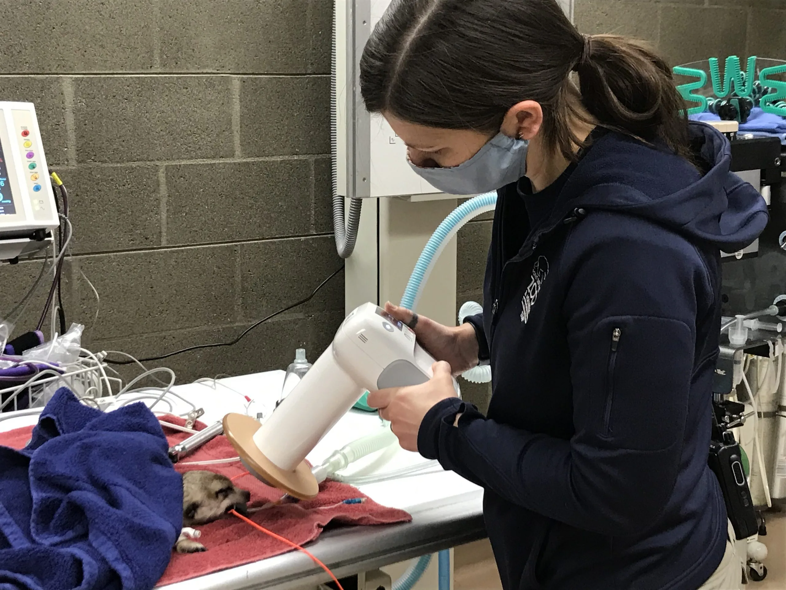 A zookeepers works with a dental radiography unit.