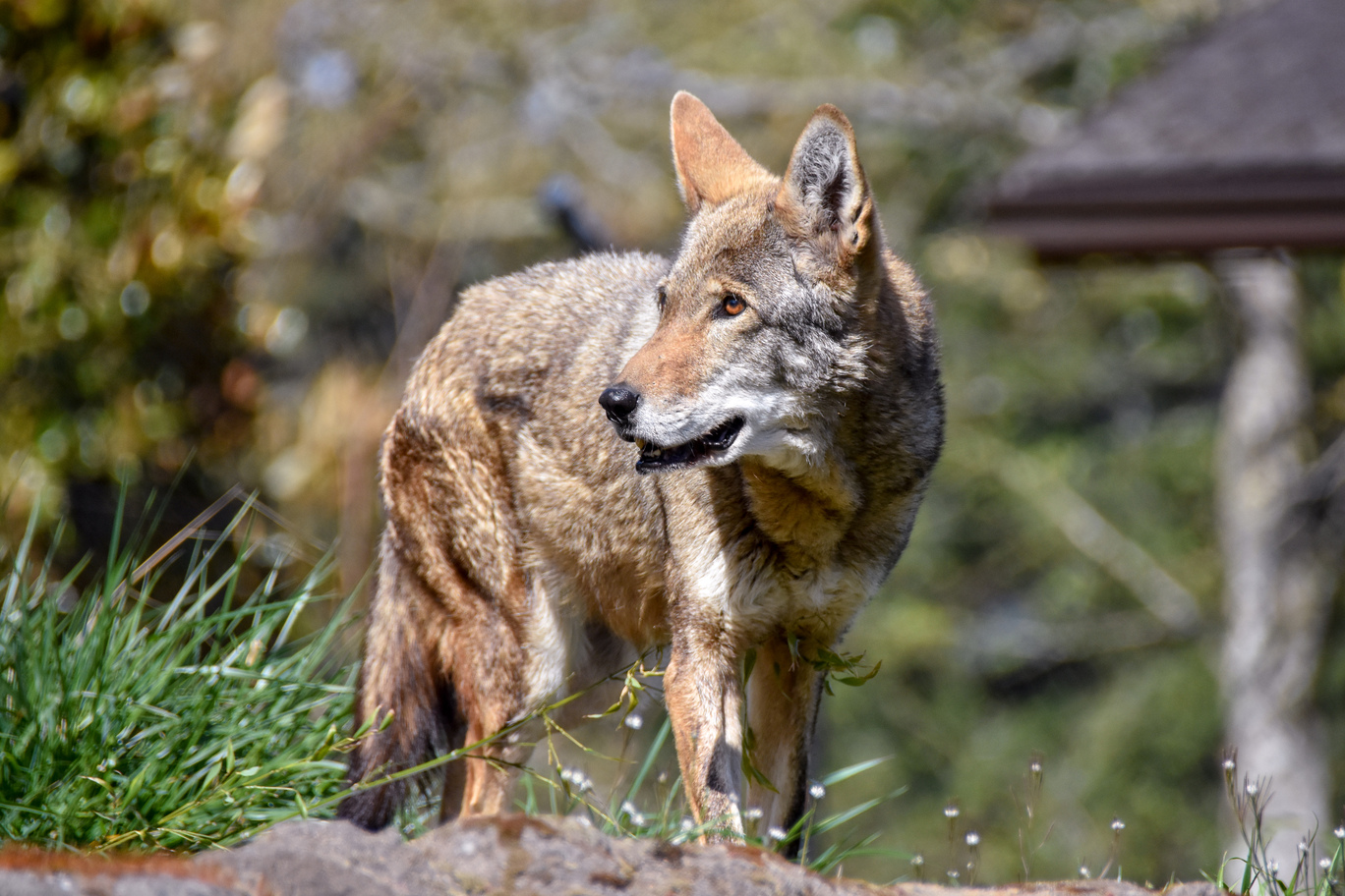 A red wolf looks to the left while standing in a grassy area.