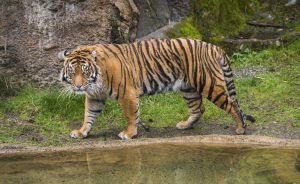 A majestic Sumatran Tiger creeps through a grassy area near water.