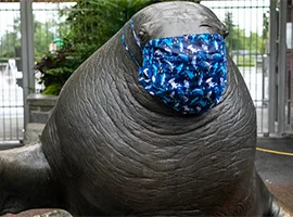 A statue of a walrus has a Covid mask draped over its face.