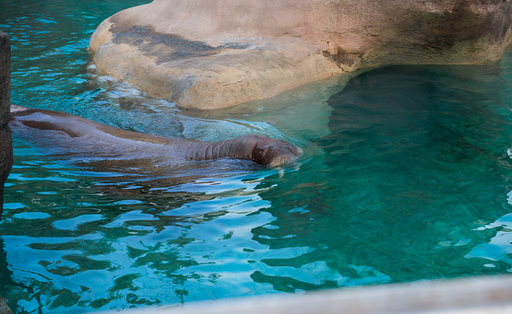 A walrus swims through water at the Point Defiance Zoo and Aquarium.