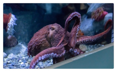 An octopus presses against the glass of the Point Defiance Aquarium