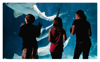 Some kids look at sharks in the Point Defiance Aquarium