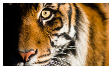 A tiger stands with eyes wide open and face partially shrouded in shadow.