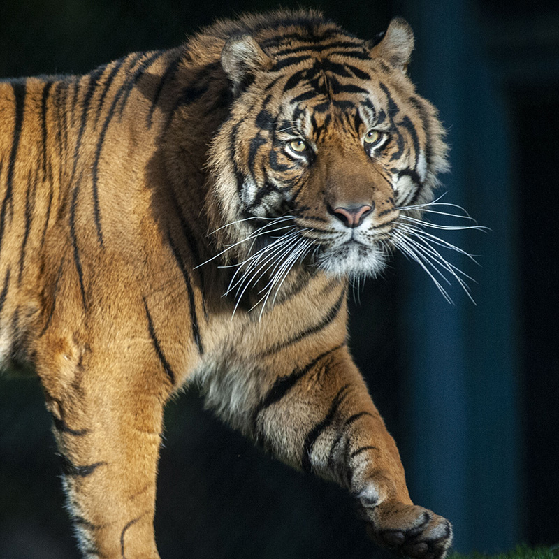 Bandar, one of three Sumatran Tigers in Conservation at Point Defiance Zoo & Aquarium.