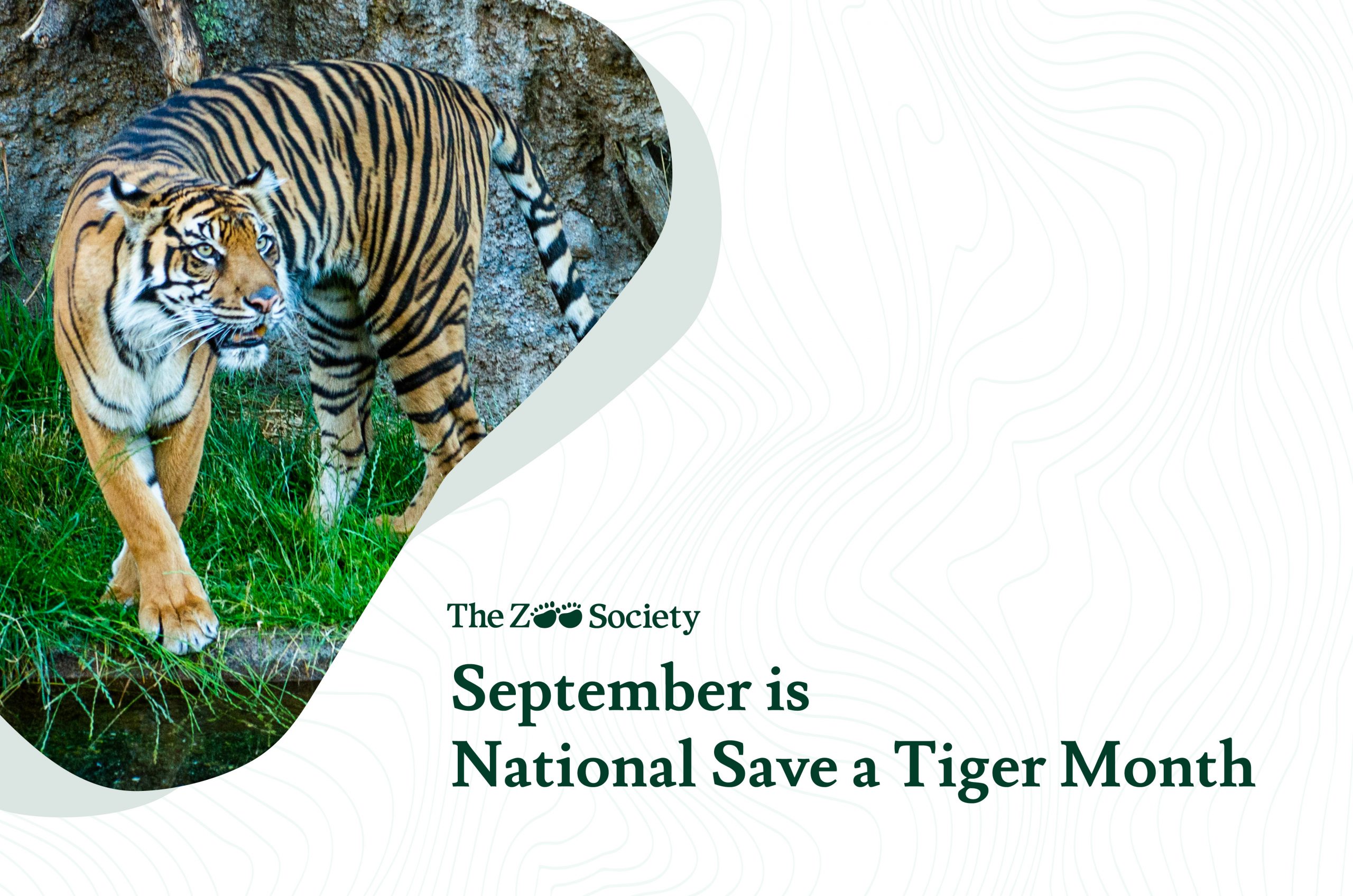 september is national save a tiger month