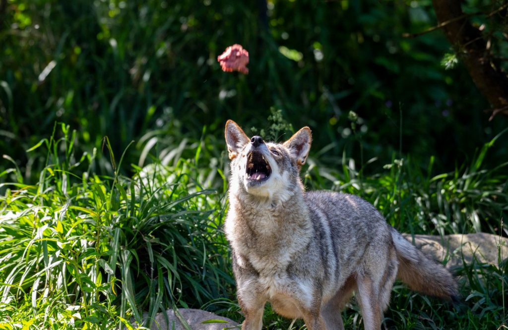 A Red Wolf being tossed a meatball