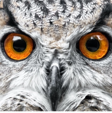 A closeup of an owl's eyes