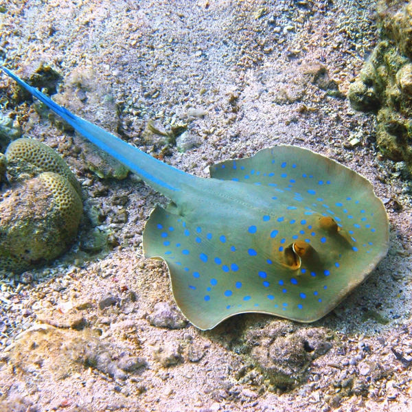 A blue spotted Ray