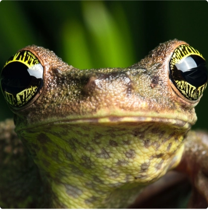 A closeup of a frog's eyes