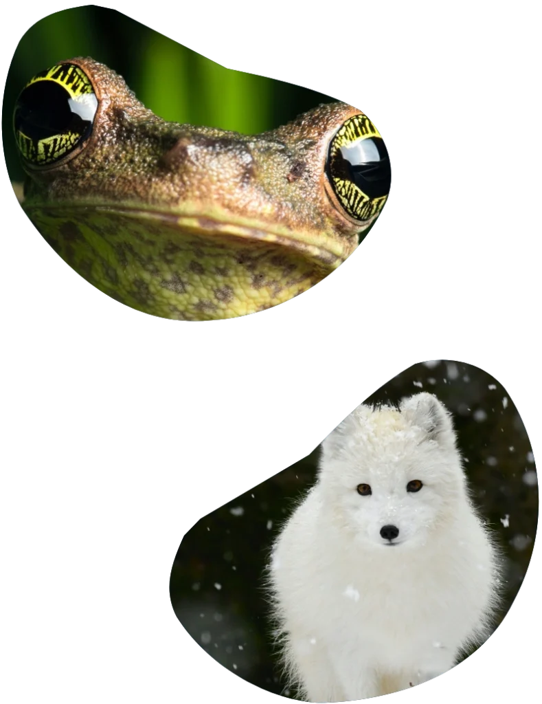 Collage of pictures showing a frog and a fox.