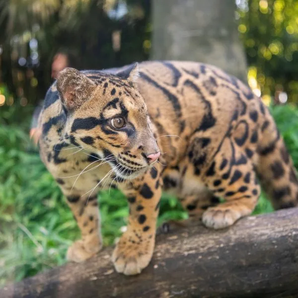 Clouded Leopard