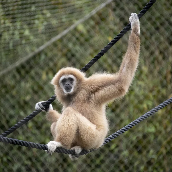 Lar Gibbon